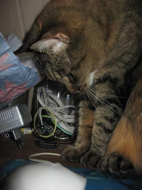 Huskat Miis (: - den mus MÅ bevæge sig på et tidspunkt ! xD © Kristine Licht (mig) billede 13