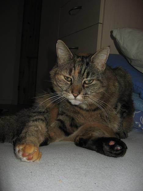 Huskat Miis (: - hvaaad ? © Kristine Licht (mig) billede 14