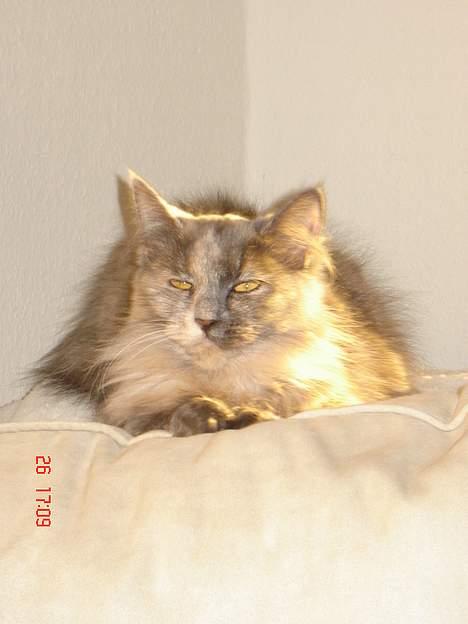 Blanding af racer Tessa *R.I.P* billede 12