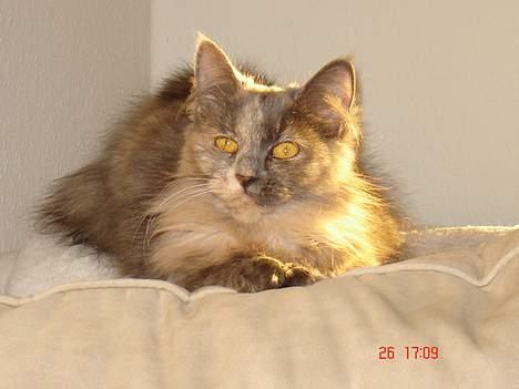 Blanding af racer Tessa *R.I.P* billede 13