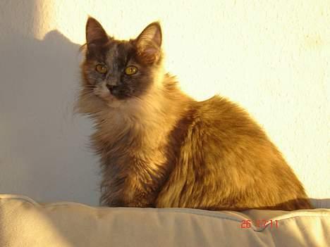 Blanding af racer Tessa *R.I.P* billede 14