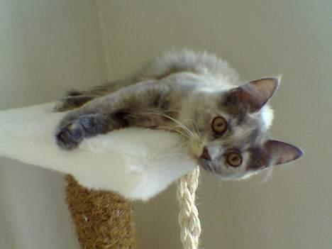 Blanding af racer Tessa *R.I.P* billede 15