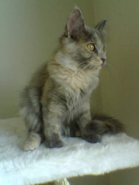 Blanding af racer Tessa *R.I.P* billede 16