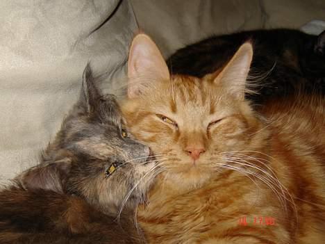 Blanding af racer Tessa *R.I.P* - Tessa & Taz billede 17