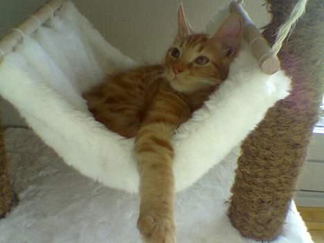 Blanding af racer Taz (Fået nyt hjem) - Slapper rigtig af.. billede 8