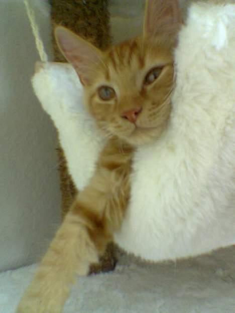 Blanding af racer Taz (Fået nyt hjem) billede 9