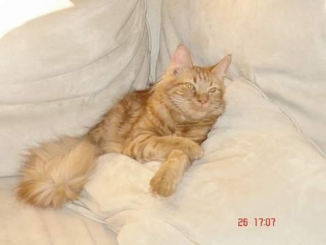 Blanding af racer Taz (Fået nyt hjem) billede 4