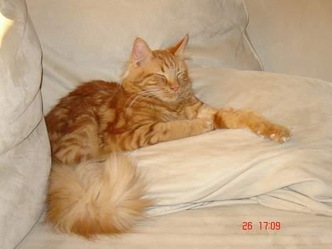 Blanding af racer Taz (Fået nyt hjem) billede 1