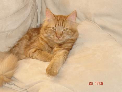 Blanding af racer Taz (Fået nyt hjem) billede 2