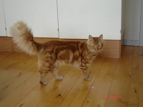 Blanding af racer Taz (Fået nyt hjem) billede 3