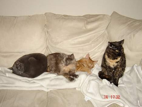 Blanding af racer Tessa *R.I.P* - Hele familien billede 18