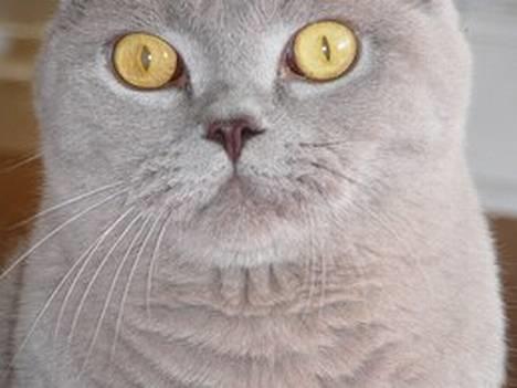 British Shorthair coco - min smukke coco dreng billede 1