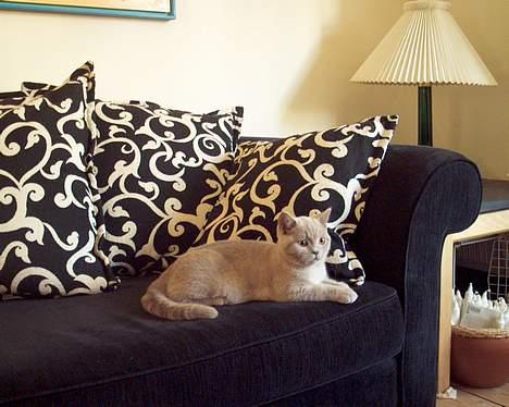 British Shorthair coco - coco da han var ca 8 måneder billede 2
