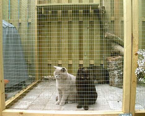 British Shorthair coco - coco og lullu i haven billede 3