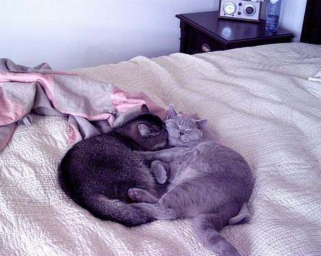 British Shorthair coco - coco og gigi nusser lidt billede 5