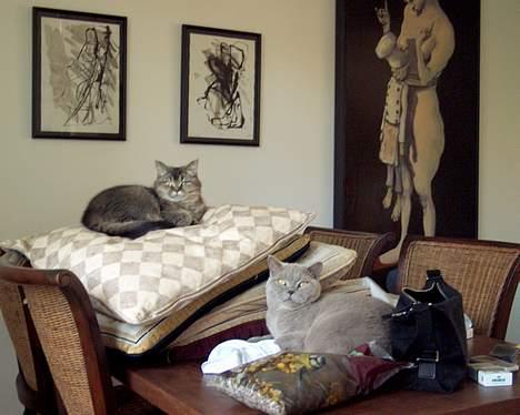 British Shorthair coco - men gigi bestemmer og så må man ligge ved siden af ................ billede 7