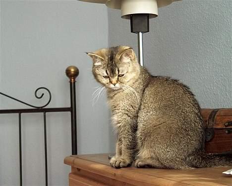 British Shorthair gigi - ahh så sød hun er billede 1
