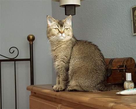 British Shorthair gigi - og smuk billede 2