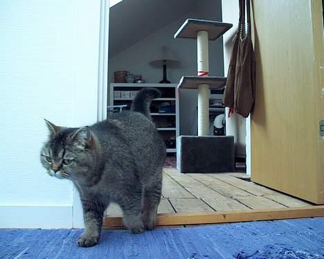 British Shorthair gigi - gigi er lidt sur her billede 3