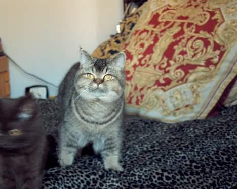 British Shorthair gigi - min lille tiger billede 4
