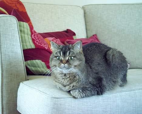 British Shorthair gigi - gigi musen billede 5