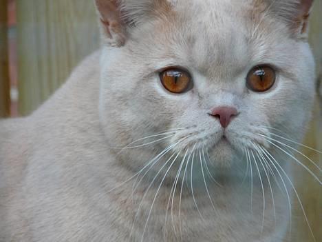 British Shorthair urban - hej jeg er urban og sys du jeg er lækker så stem på mig !! billede 1
