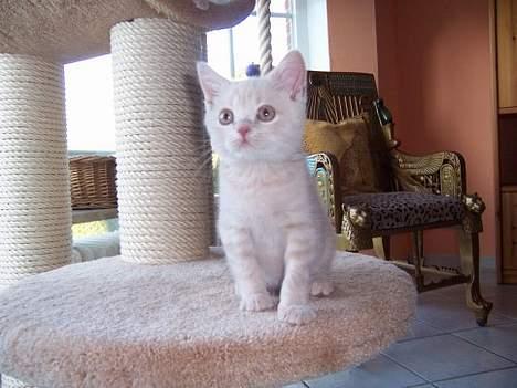 British Shorthair urban - urban som baby billede 2