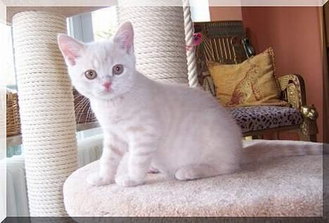 British Shorthair urban - han er sååå sød ikk billede 3