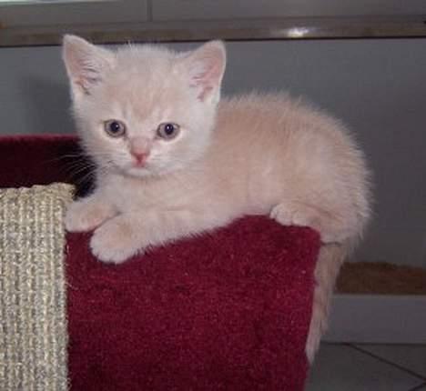 British Shorthair urban - ahhhh billede 4