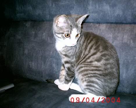 Huskat Cille billede 13