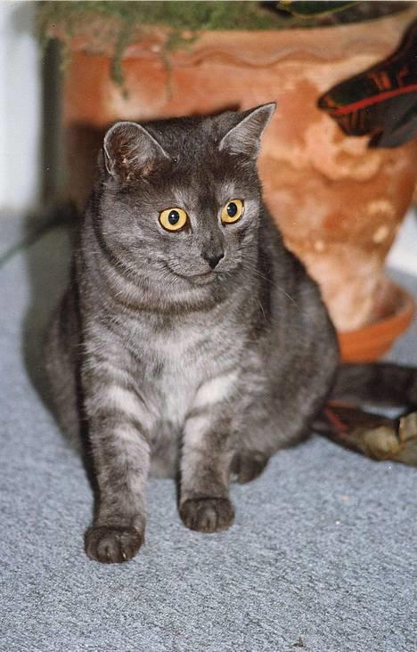 Huskat Mulle - Hendes unge dage billede 1