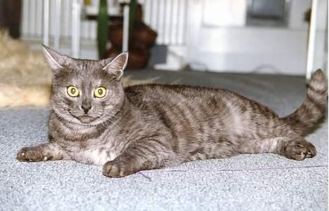 Huskat Mulle - Hendes unge dage billede 2