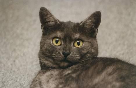 Huskat Mulle - Hendes unge dage billede 3