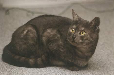 Huskat Mulle - Hendes unge dage billede 4