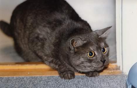 Huskat Mulle - Hendes unge dage billede 5