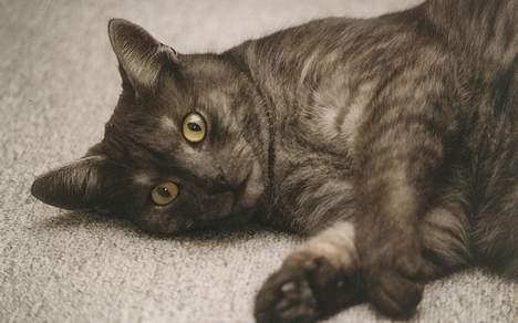 Huskat Mulle - Hendes unge dage billede 6