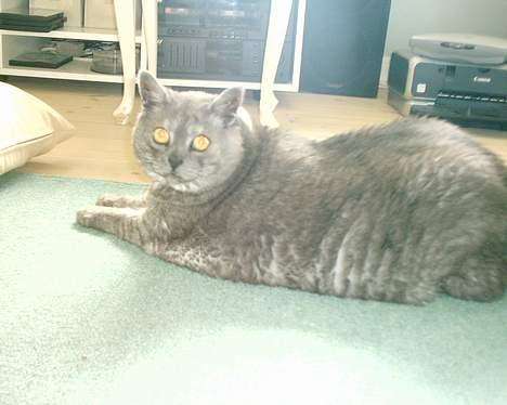 Huskat Mulle - Hendes gamle dage billede 9