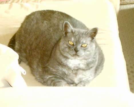 Huskat Mulle - Hendes gamle dage billede 10