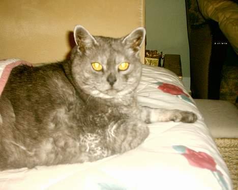 Huskat Mulle - Hendes gamle dage billede 11