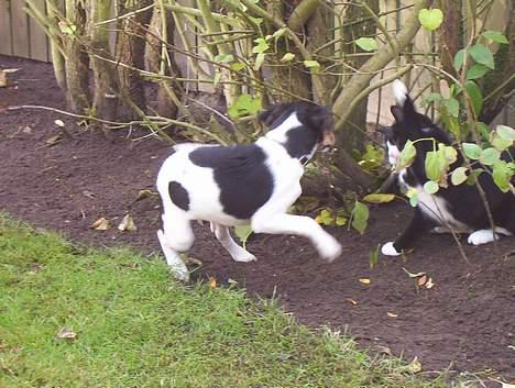Blanding af racer Vera - vera leger med hunden billede 13