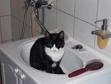 Blanding af racer Vera - vera vil godt i bad i dag billede 14