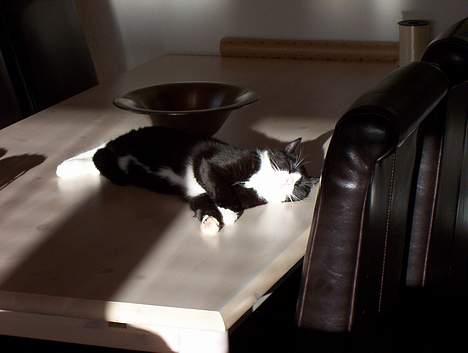 Blanding af racer Vera - vera solersig billede 15