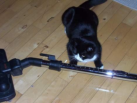 Blanding af racer Vera - vera gemmer sig for sin mus billede 16