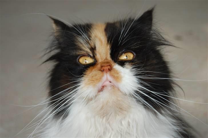 Perser Pjuske - jeg er dronningen her ;D billede 1