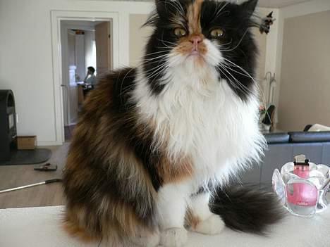 Perser Pjuske - nøøjh loftet er spændene ! billede 2