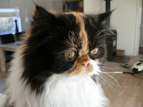 Perser Pjuske - er jeg ik bare den smukkeste her ?  billede 3