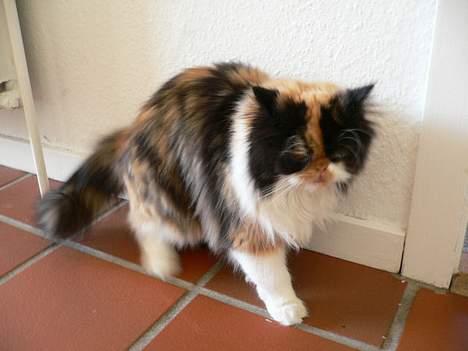 Perser Pjuske - nu skal vi på jagt ik ?  billede 4