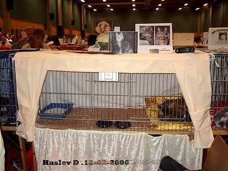 Maine Coon Evita billede 14