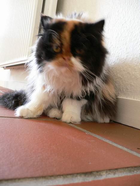 Perser Pjuske - øhhj det klør altså helt vildt . Skal vi ik lige klø ?  billede 5