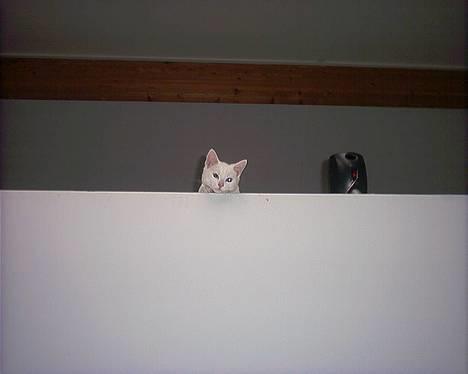 Blanding af racer Lotus R.I.P billede 1